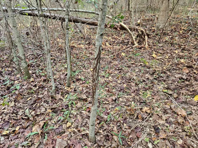 $16,500 | Mt Sinai Road, Foxworth, MS 39483