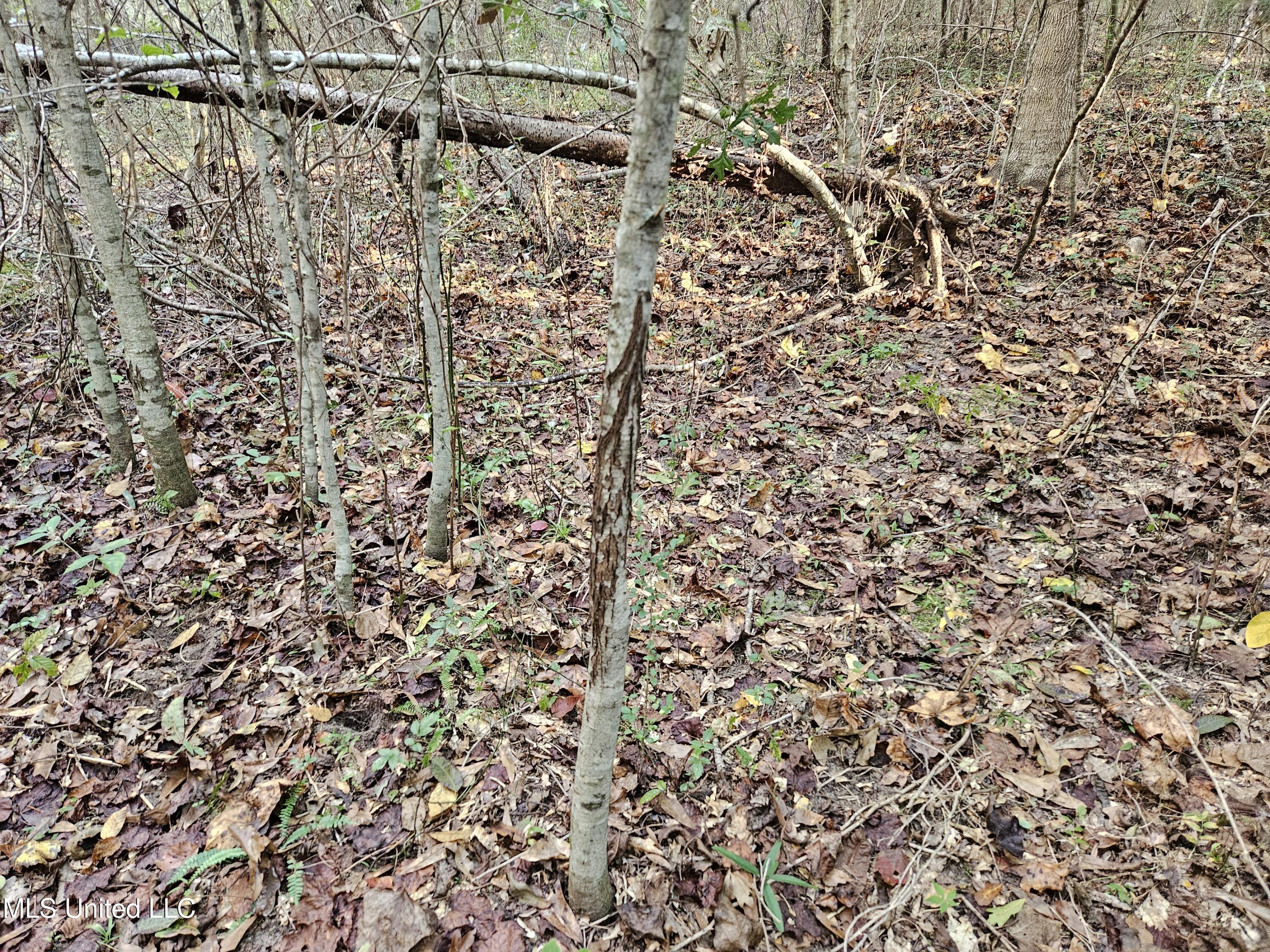 Mt Sinai Road Foxworth, MS 39483 - Photo 20 of 38 20251109_081036