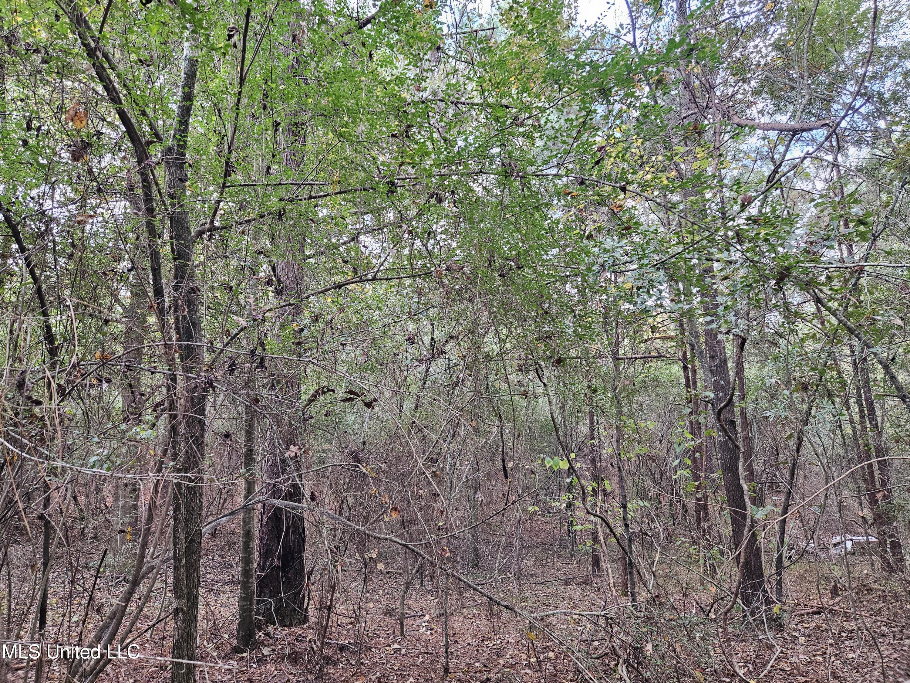 Mt Sinai Road Foxworth, MS 39483 - Photo 24 of 38 20251109_081315
