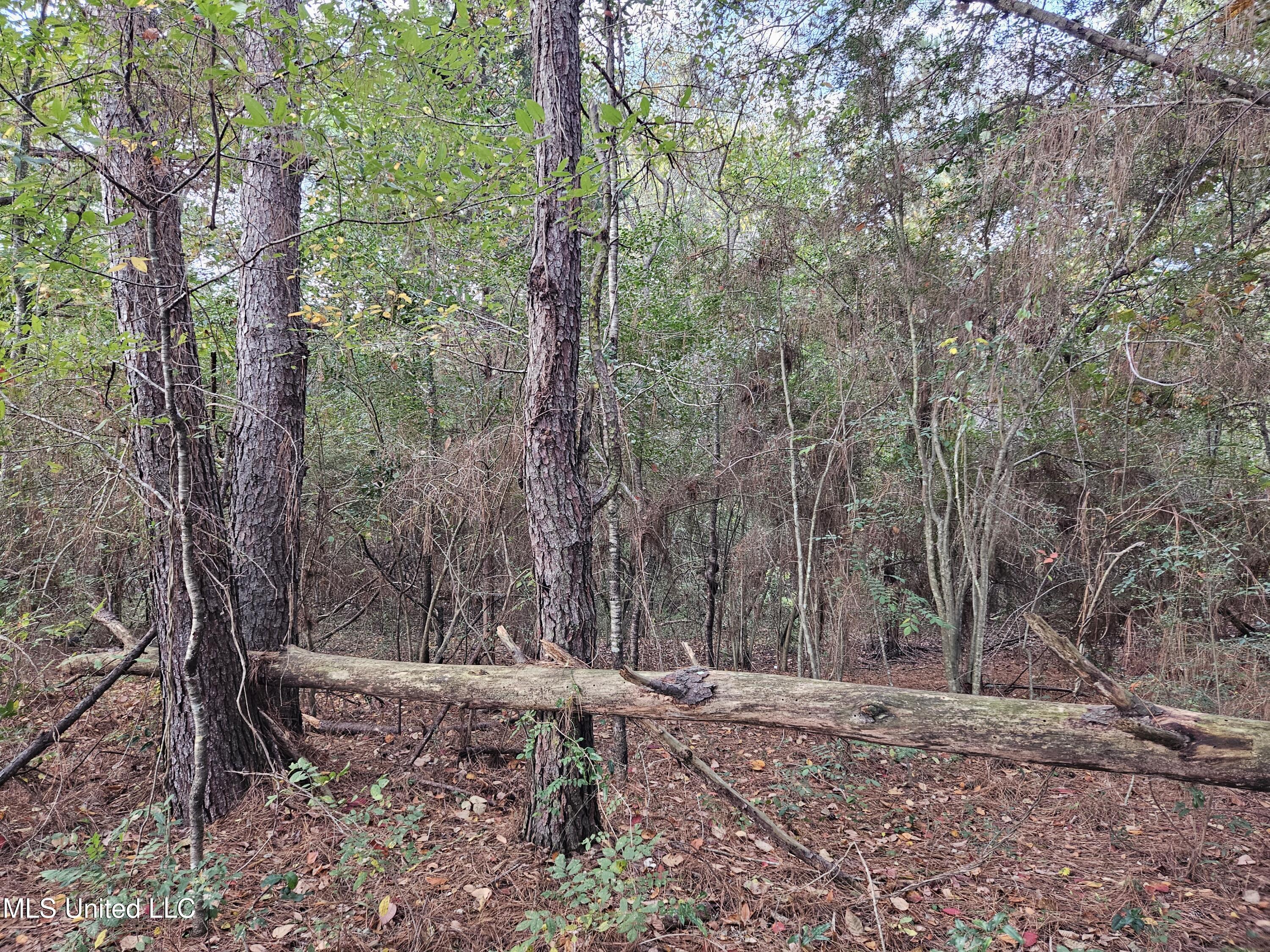 Mt Sinai Road Foxworth, MS 39483 - Photo 27 of 38 20251109_081426