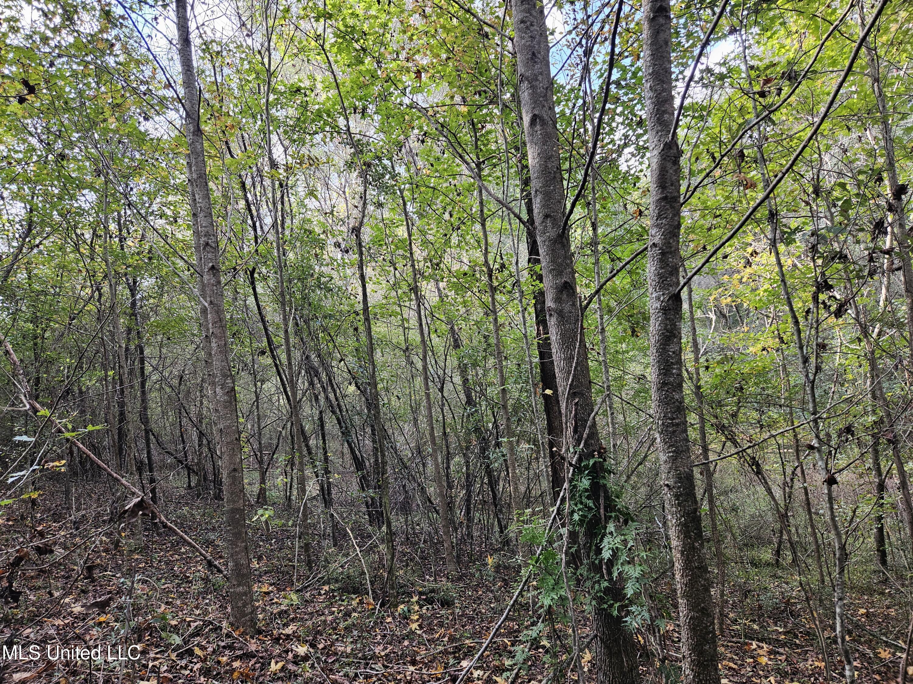 Mt Sinai Road Foxworth, MS 39483 - Photo 29 of 38 20251109_081727