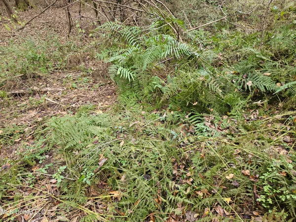 $16,500 | Mt Sinai Road, Foxworth, MS 39483