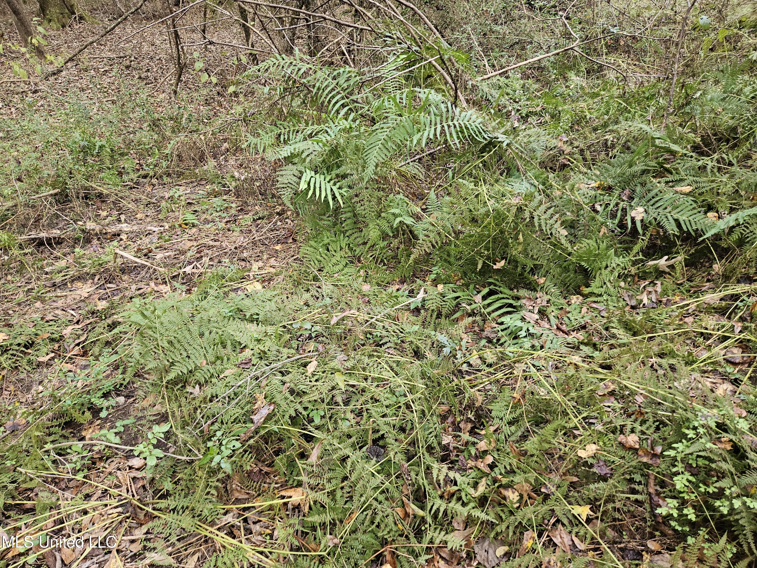 Mt Sinai Road Foxworth, MS 39483 - Photo 30 of 38 20251109_081822