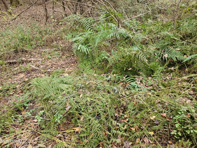 $16,500 | Mt Sinai Road, Foxworth, MS 39483