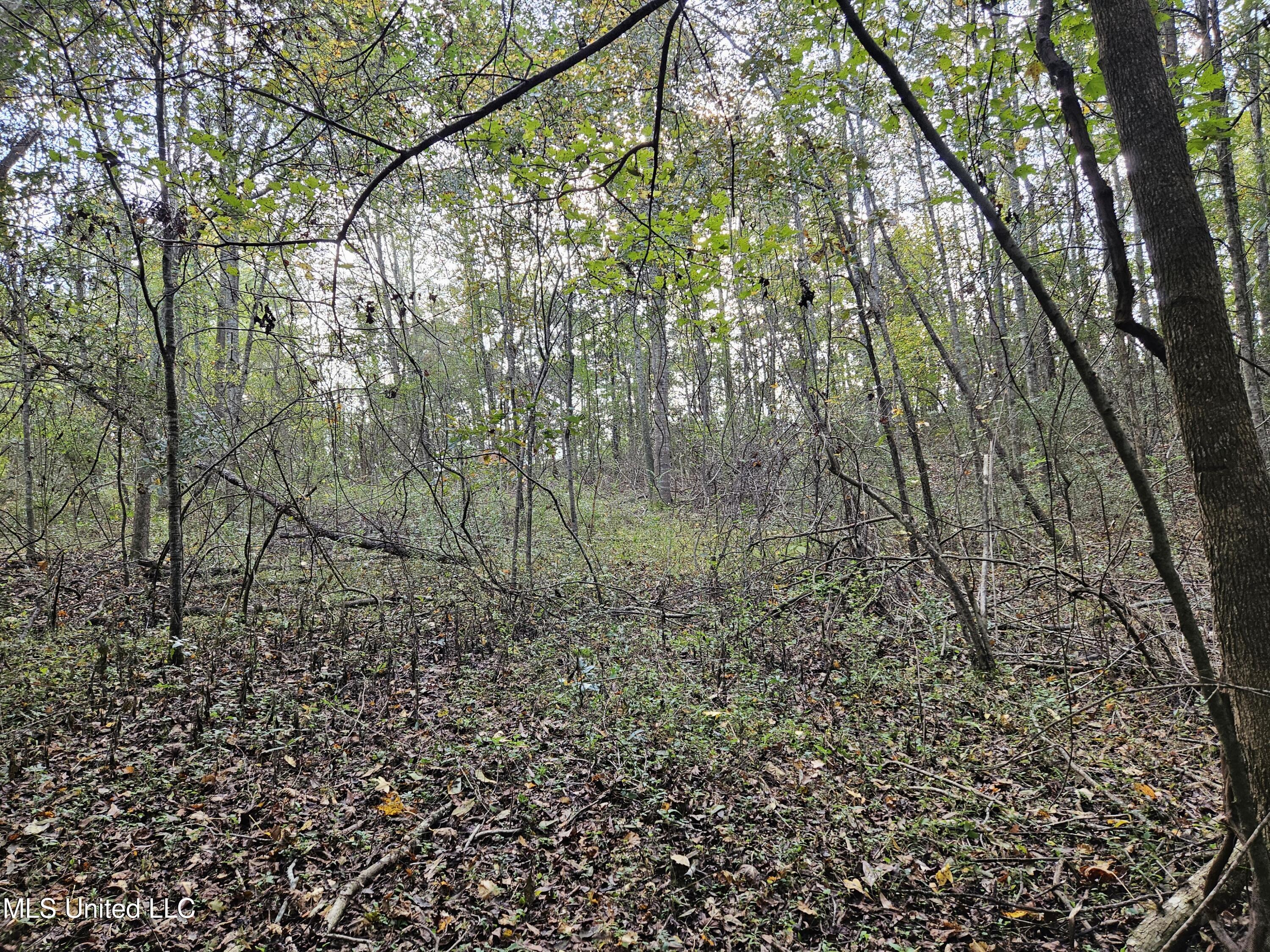 Mt Sinai Road Foxworth, MS 39483 - Photo 35 of 38 20251109_082032
