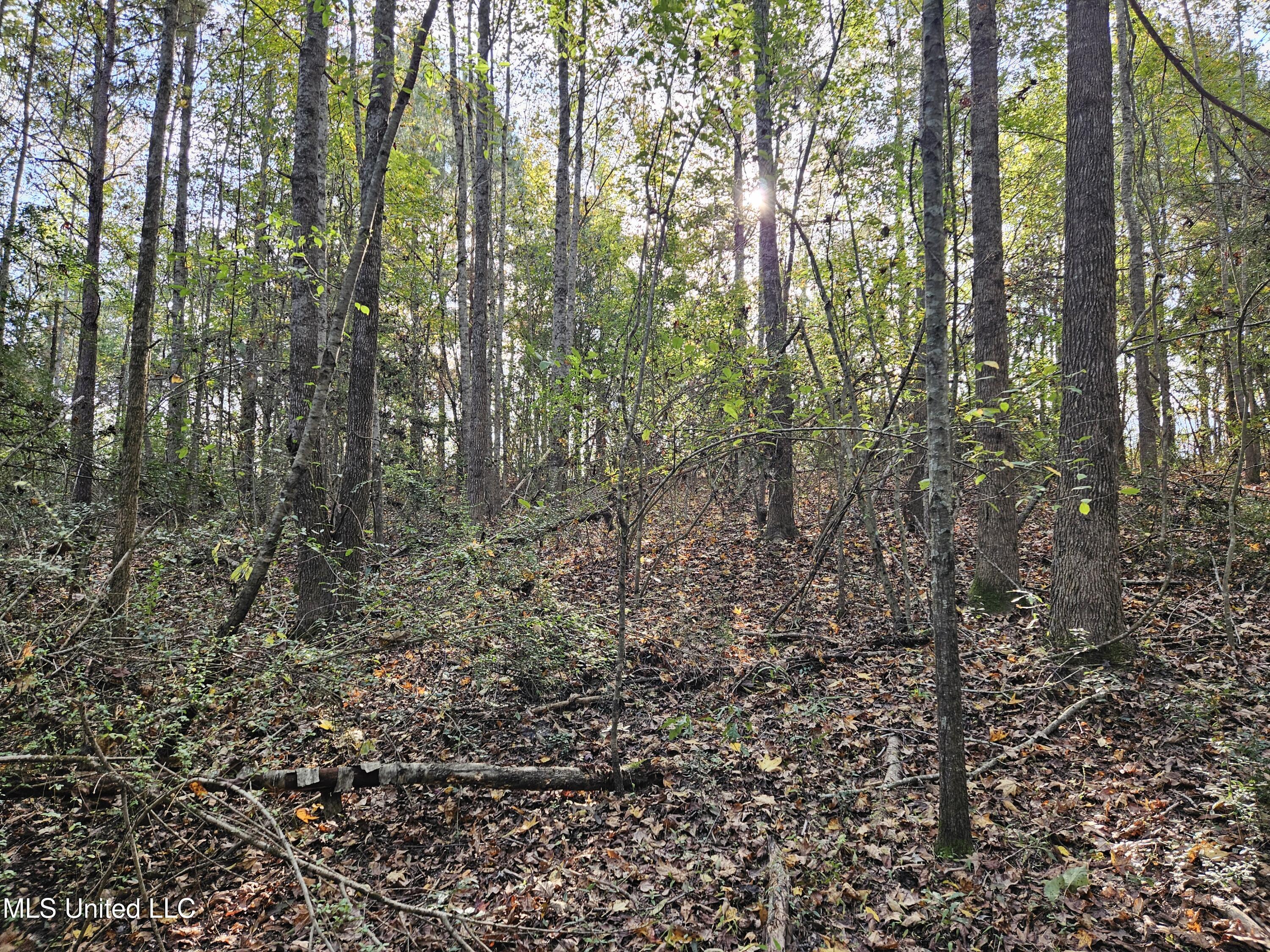 Mt Sinai Road Foxworth, MS 39483 - Photo 38 of 38 20251109_082247