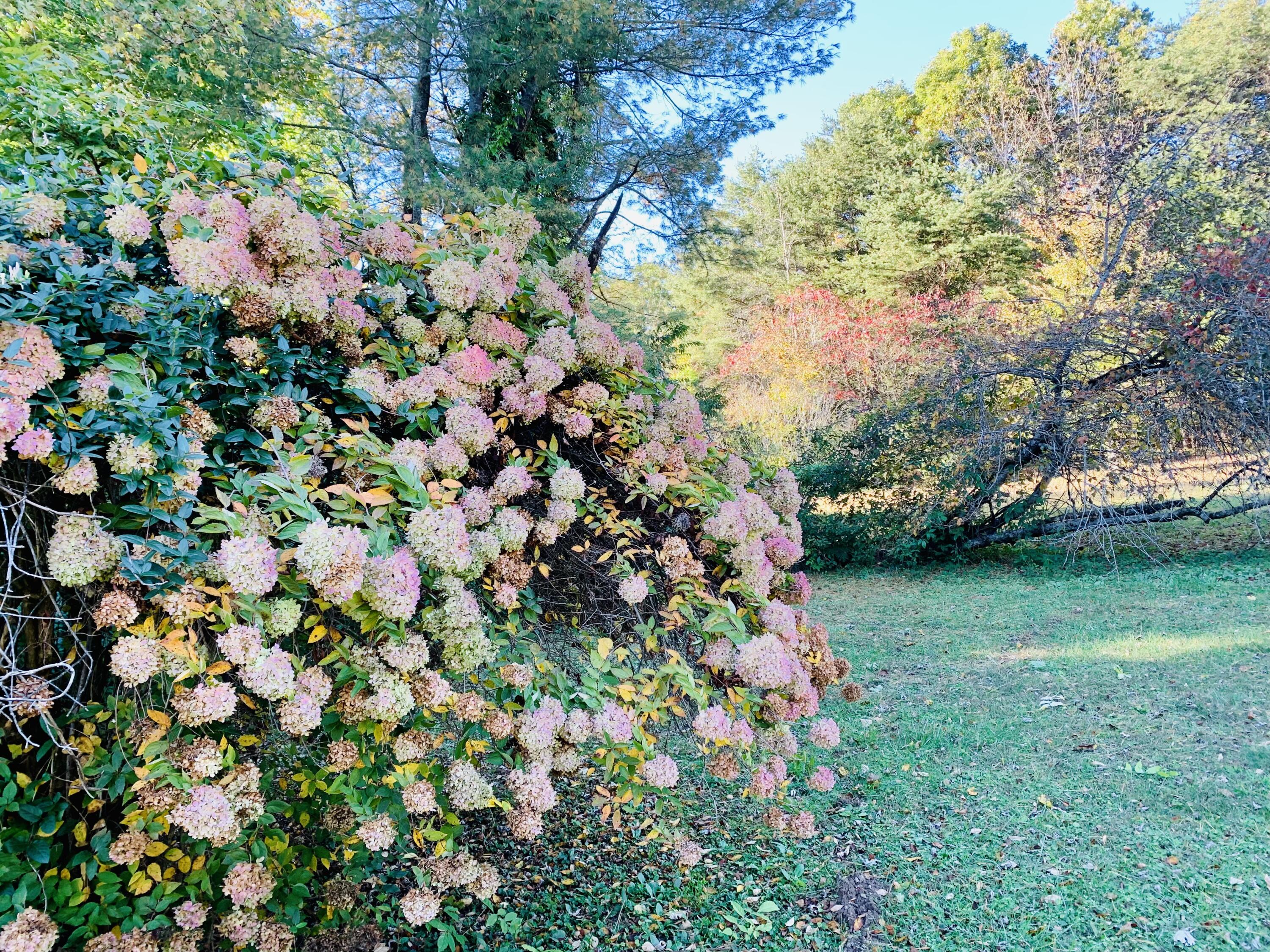2050 Opossum Run Road Irvine, KY 40336 - Photo 28 of 38 Gorgeous Hydrangea Bush