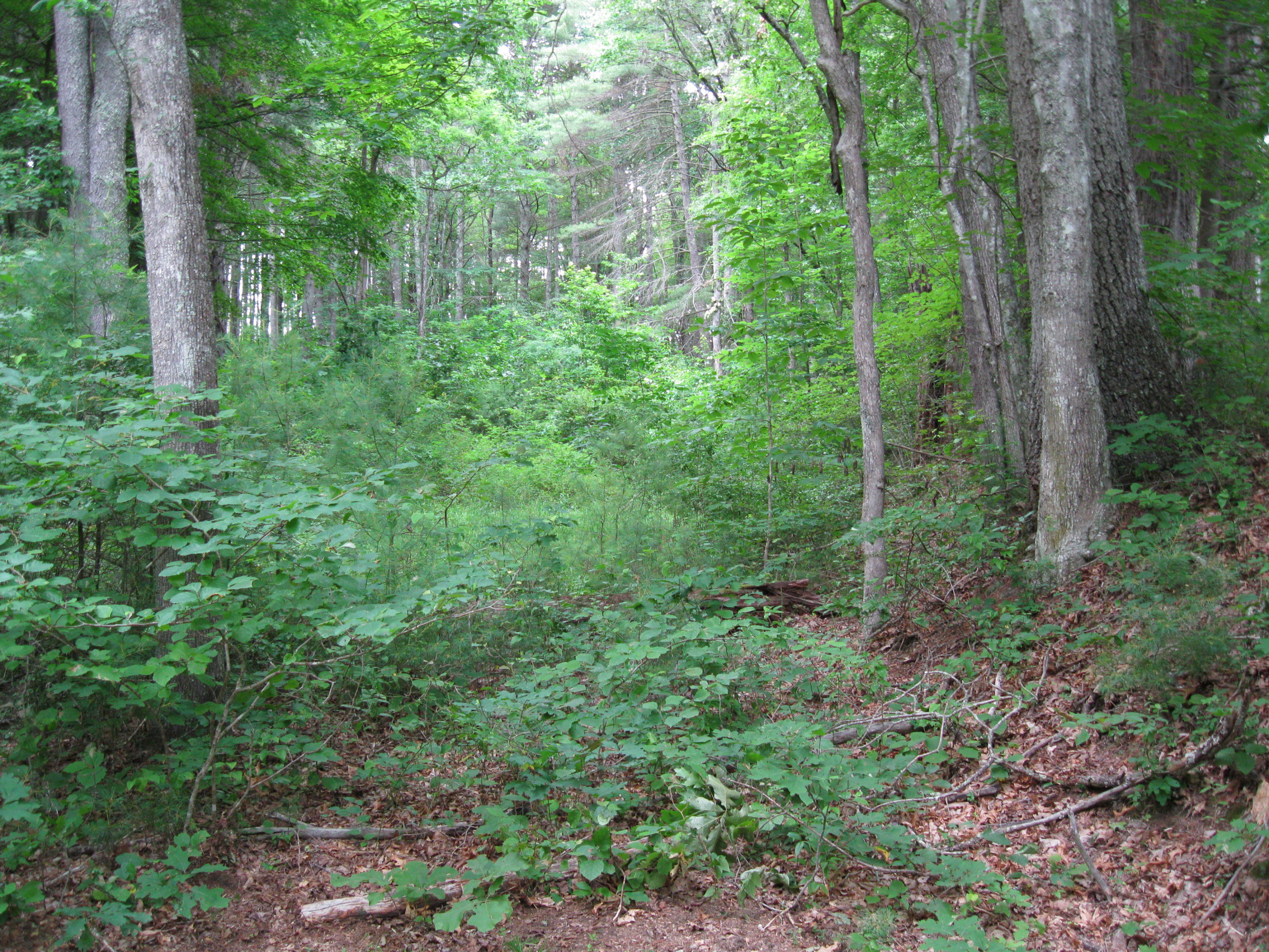 425 Squirrel Ridge Road Caldwell, WV 24925 - Photo 2 of 5 Gallery Image 2