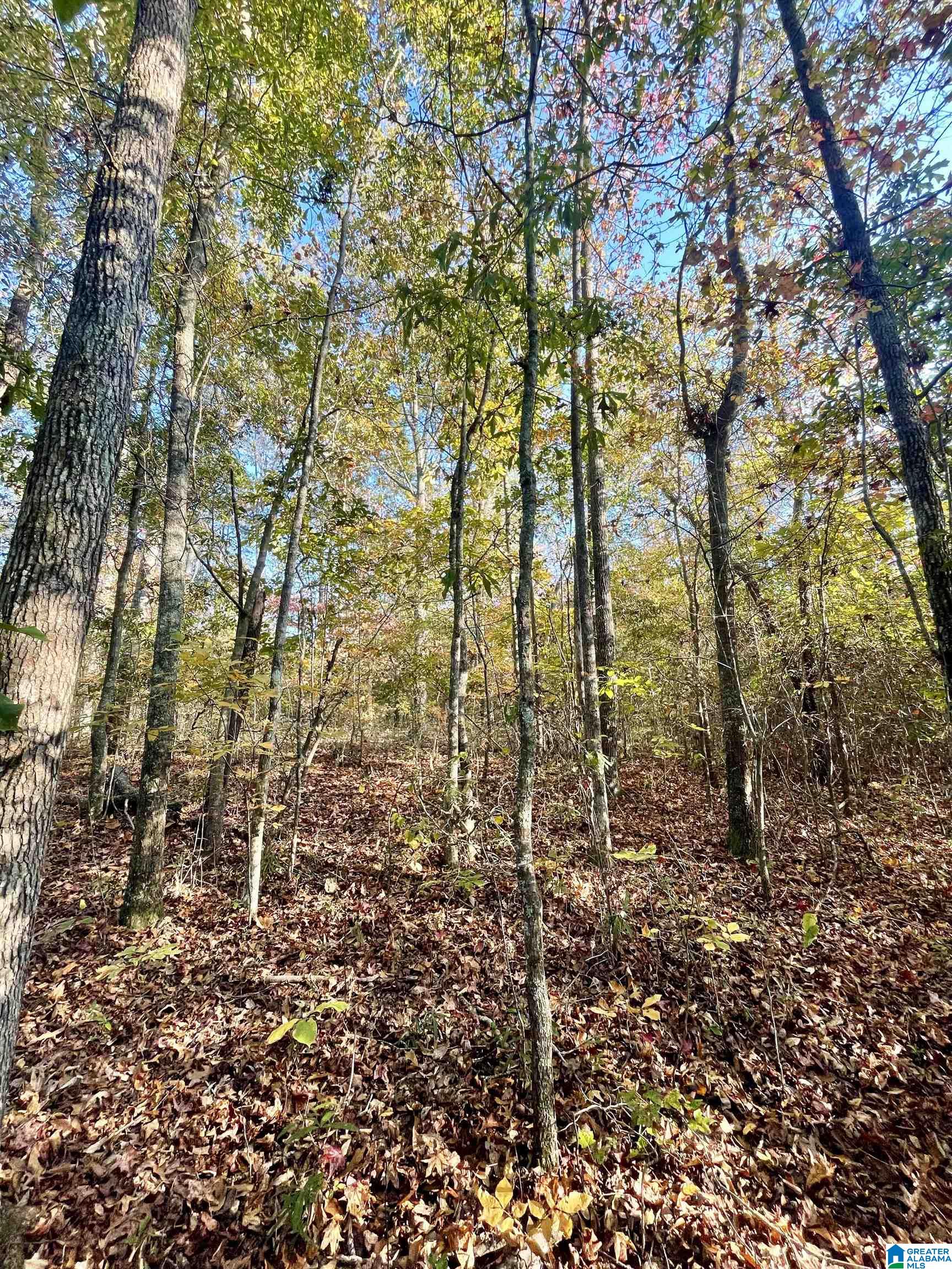 0 Peach Orchard Road Ashland, AL 36251 - Photo 9 of 14