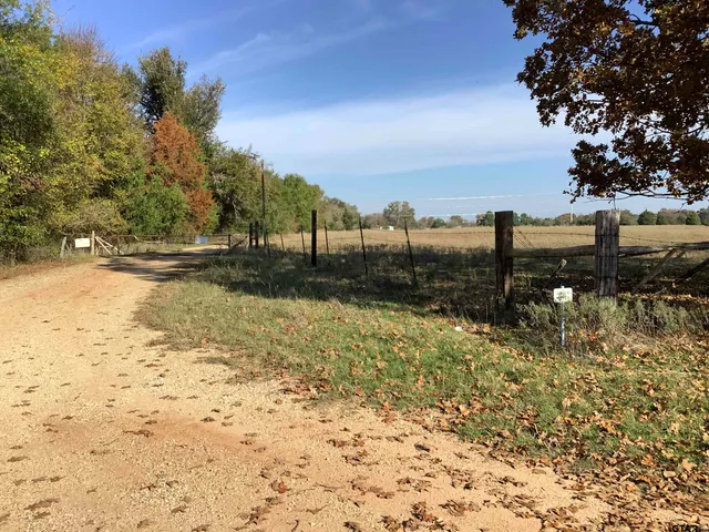 a view of a forest with a tree