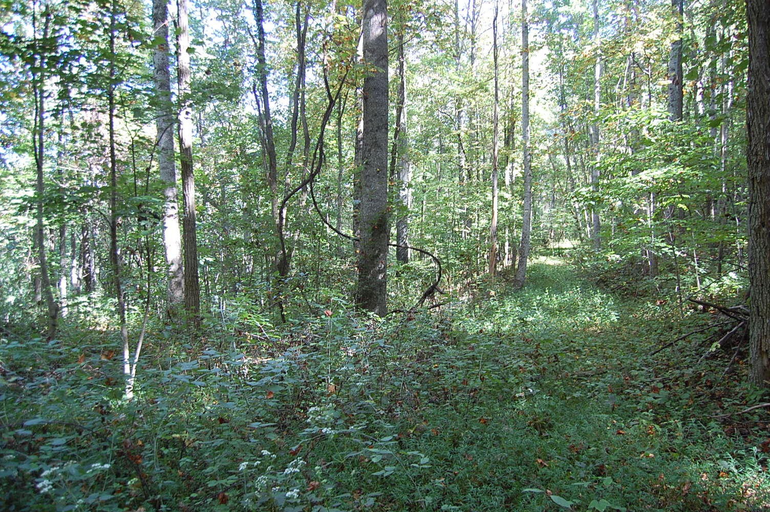 200 West Bluff Road Pikeville, TN 37367 - Photo 15 of 47 Gallery Image 15