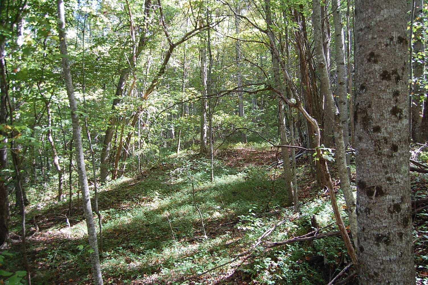 200 West Bluff Road Pikeville, TN 37367 - Photo 25 of 47 Gallery Image 25