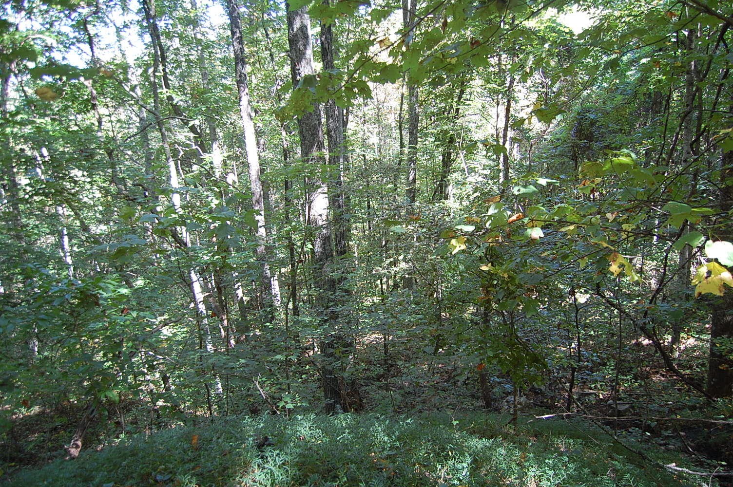 200 West Bluff Road Pikeville, TN 37367 - Photo 29 of 47 Gallery Image 29