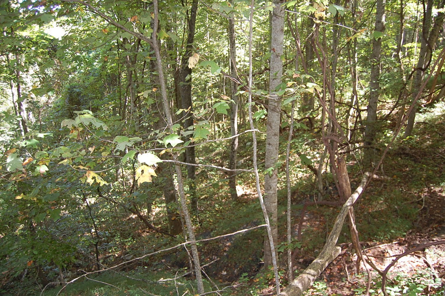 200 West Bluff Road Pikeville, TN 37367 - Photo 30 of 47 Gallery Image 30
