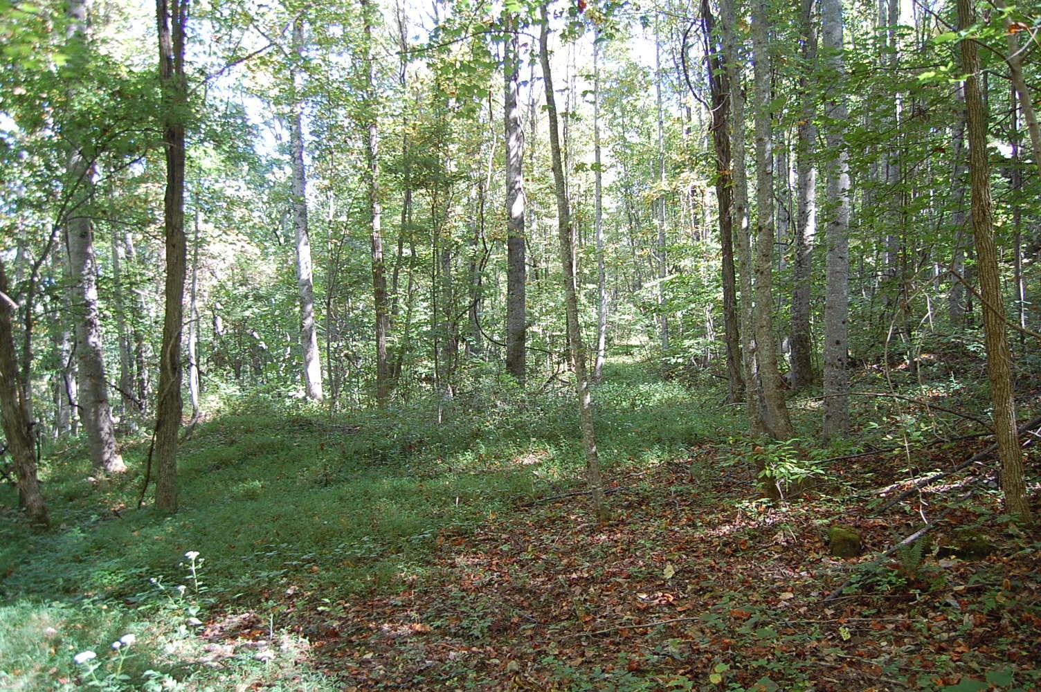 200 West Bluff Road Pikeville, TN 37367 - Photo 31 of 47 Gallery Image 31