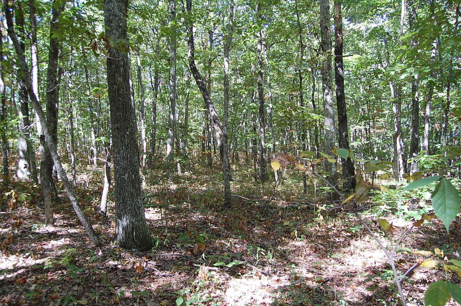 200 West Bluff Road Pikeville, TN 37367 - Photo 36 of 47 Gallery Image 36