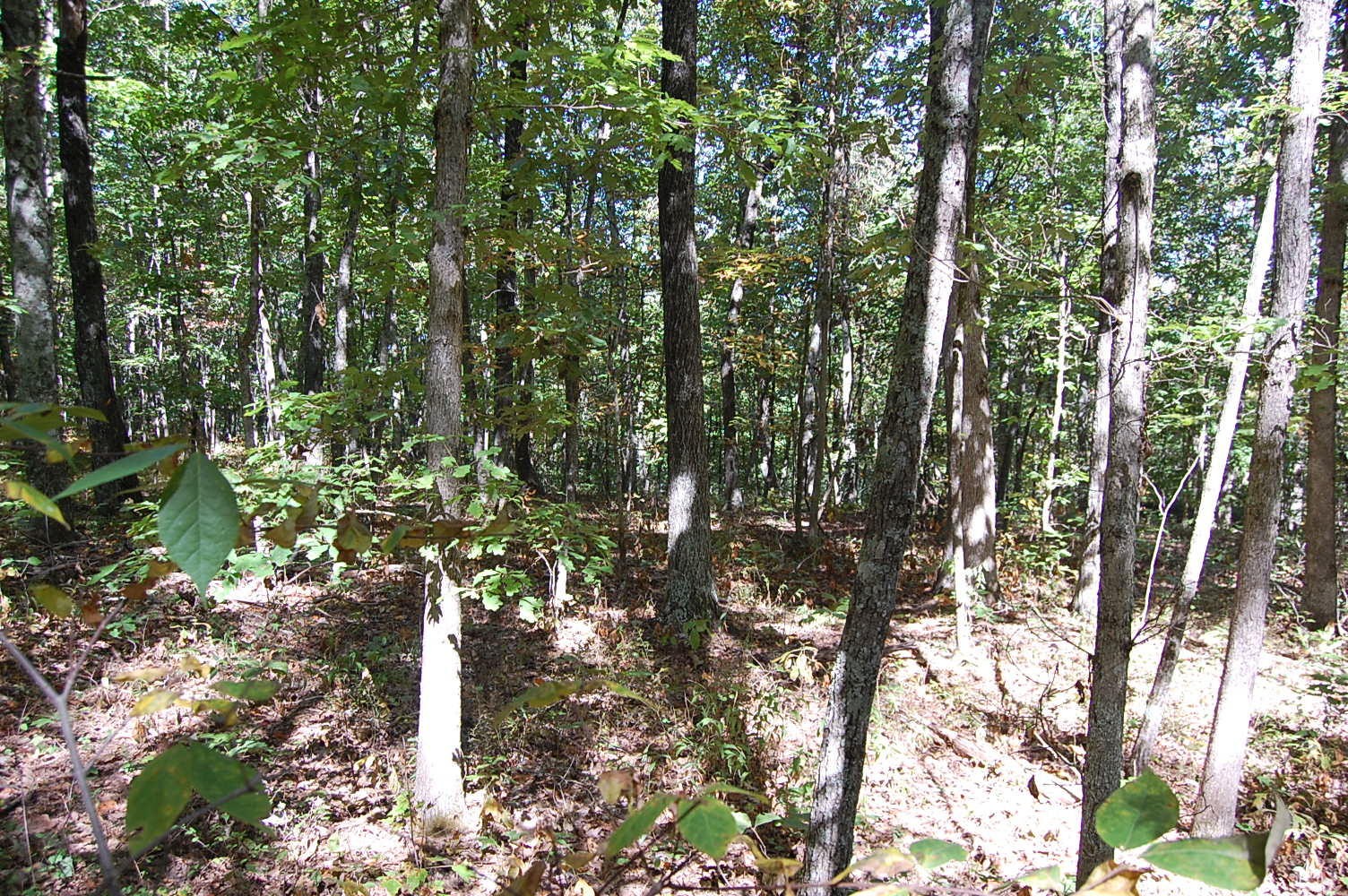 200 West Bluff Road Pikeville, TN 37367 - Photo 37 of 47 Gallery Image 37