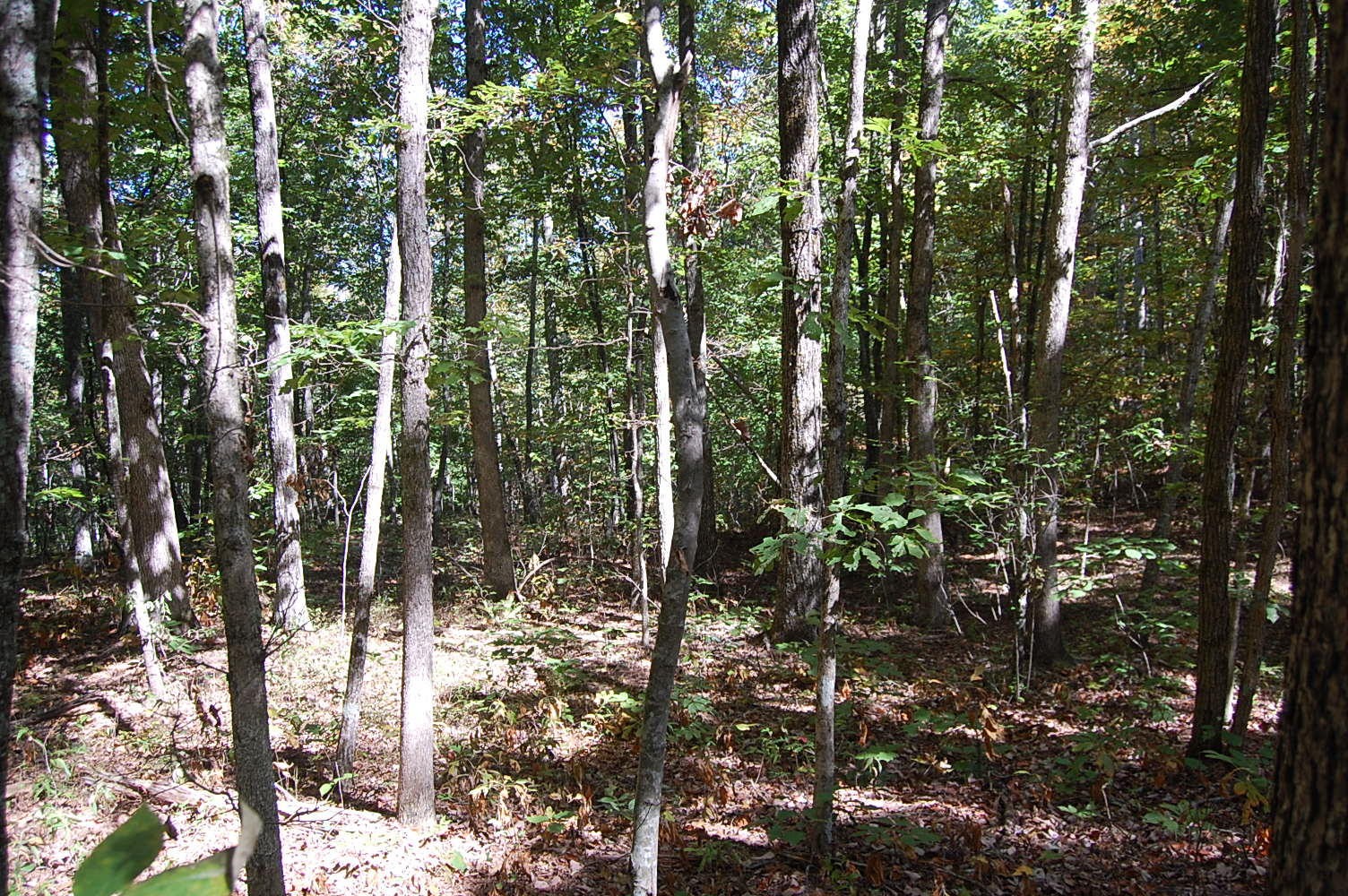200 West Bluff Road Pikeville, TN 37367 - Photo 38 of 47 Gallery Image 38