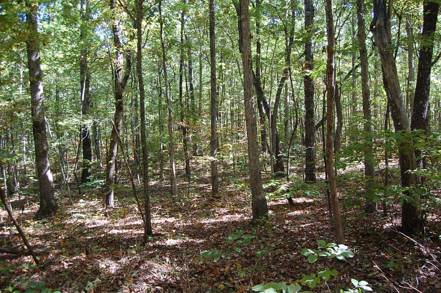 200 West Bluff Road Pikeville, TN 37367 - Photo 39 of 47 Gallery Image 39