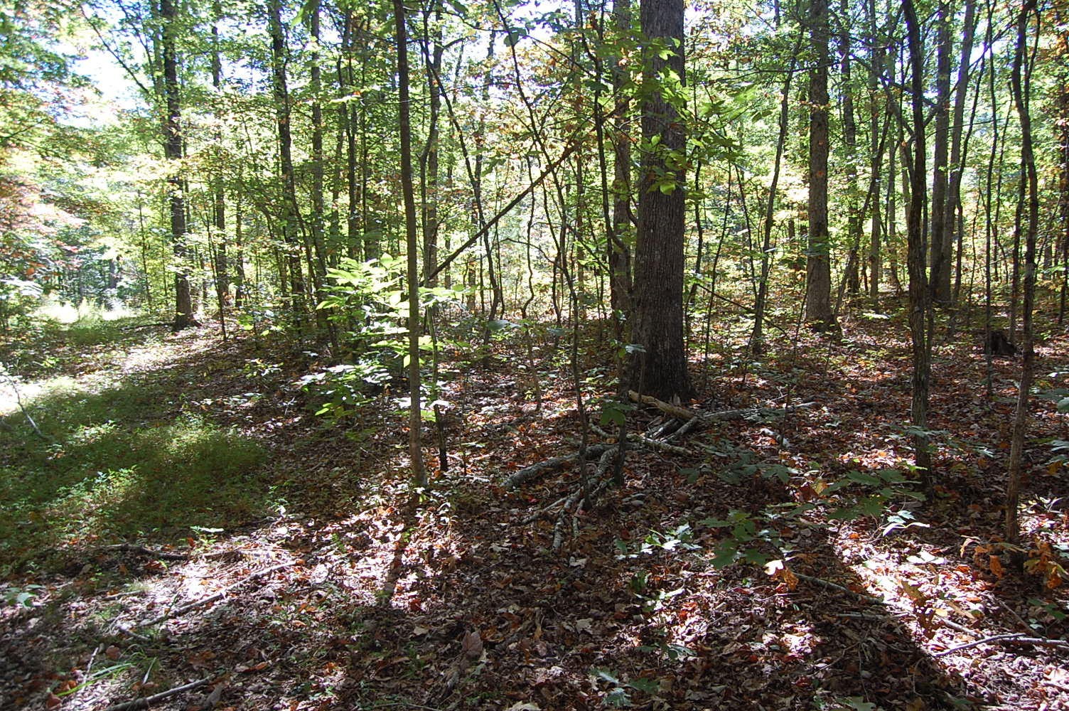 200 West Bluff Road Pikeville, TN 37367 - Photo 41 of 47 Gallery Image 41