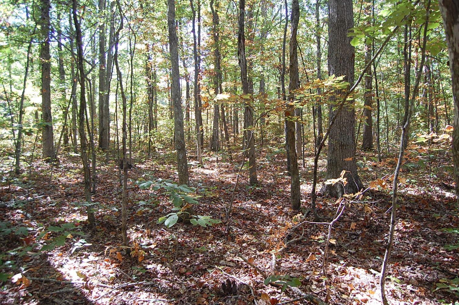 200 West Bluff Road Pikeville, TN 37367 - Photo 42 of 47 Gallery Image 42