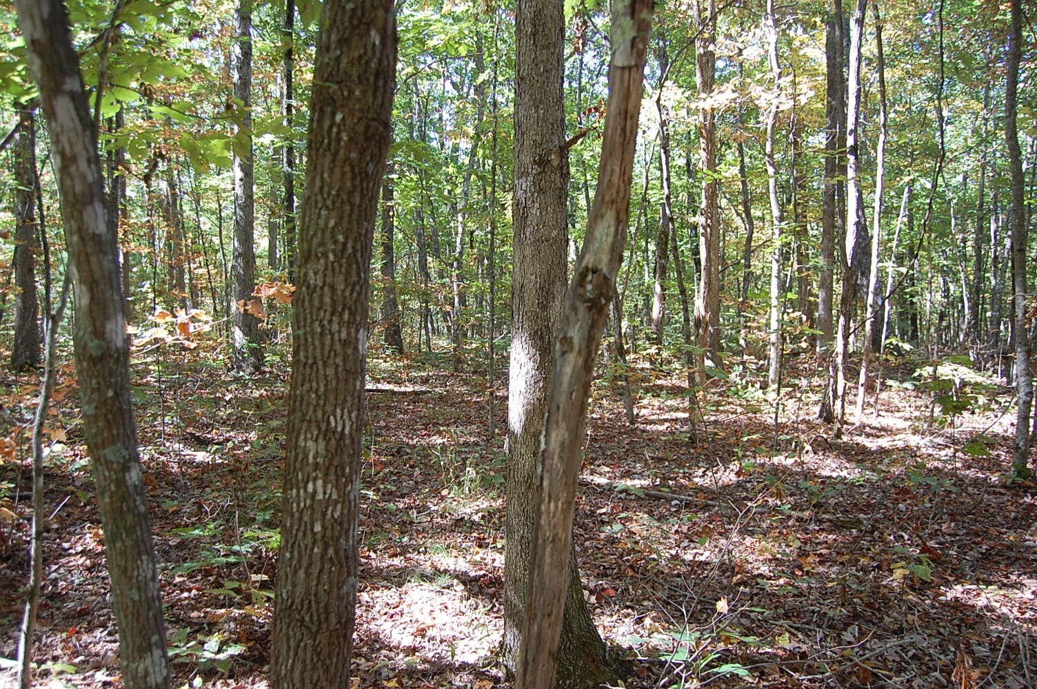 200 West Bluff Road Pikeville, TN 37367 - Photo 43 of 47 Gallery Image 43