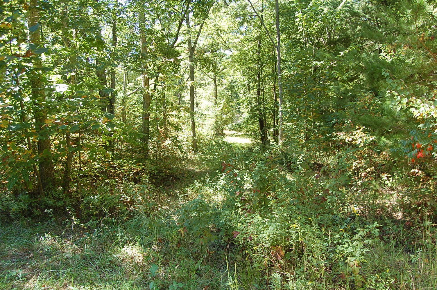 200 West Bluff Road Pikeville, TN 37367 - Photo 47 of 47 Gallery Image 47