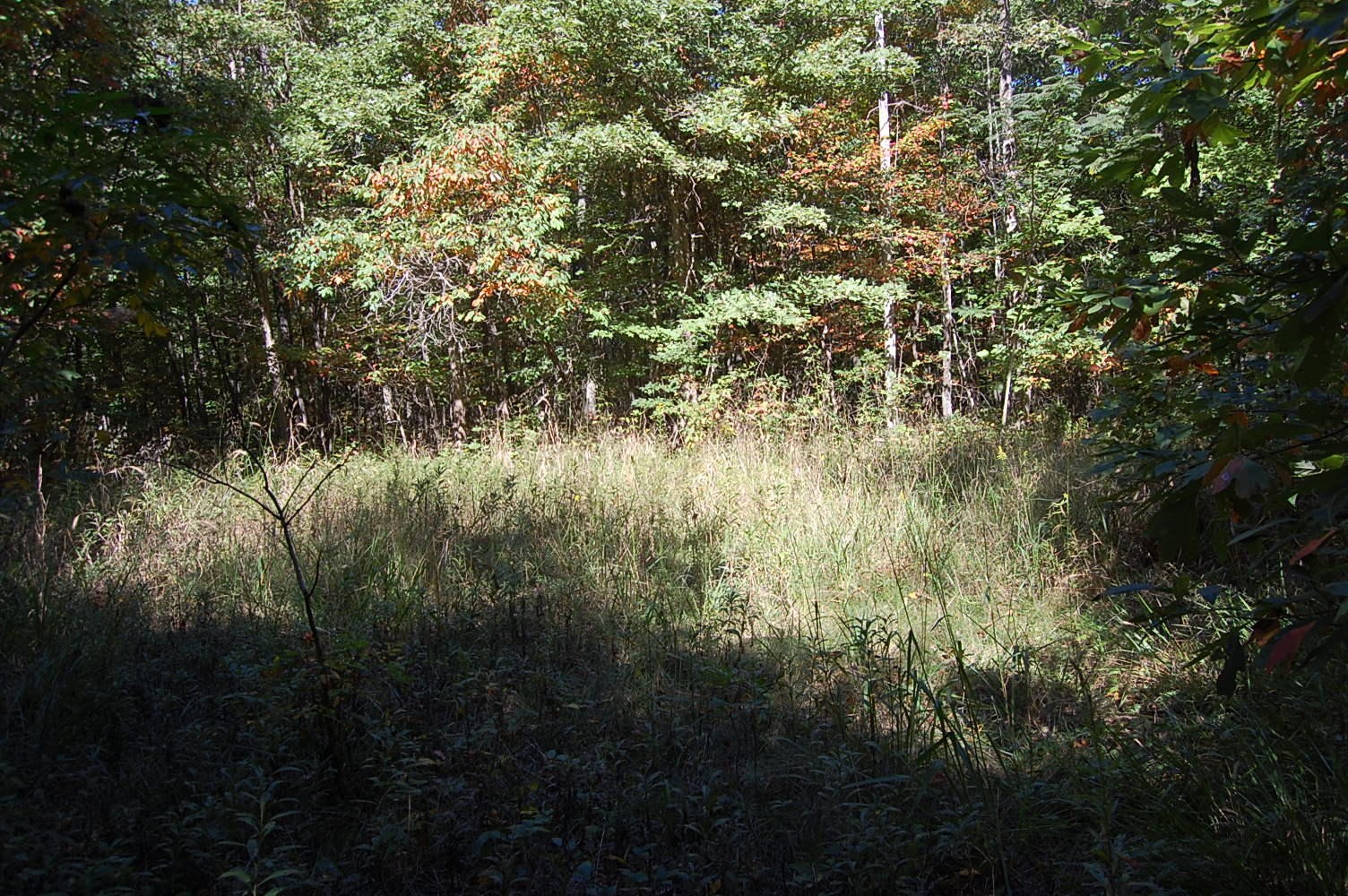 200 West Bluff Road Pikeville, TN 37367 - Photo 7 of 47 Gallery Image 7