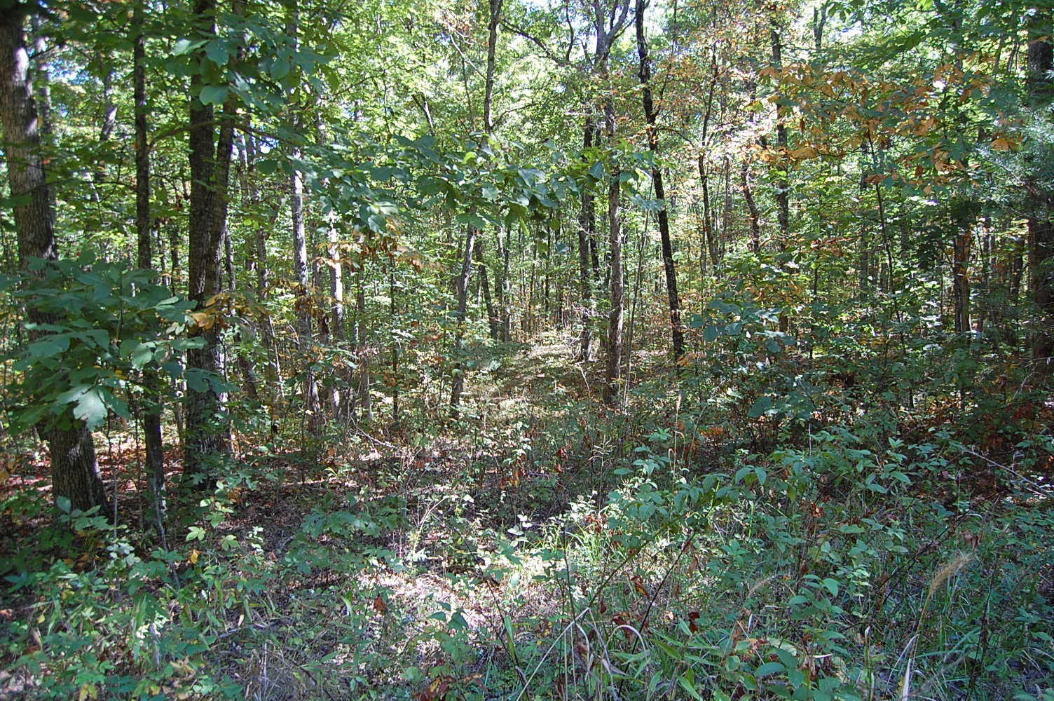 200 West Bluff Road Pikeville, TN 37367 - Photo 8 of 47 Gallery Image 8