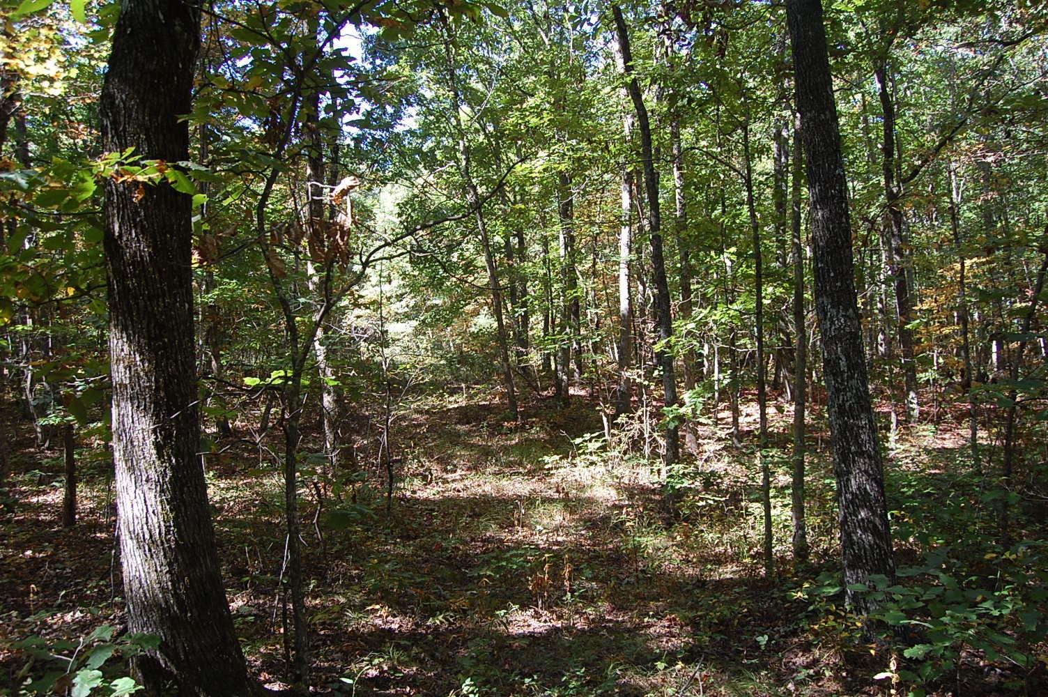 200 West Bluff Road Pikeville, TN 37367 - Photo 9 of 47 Gallery Image 9
