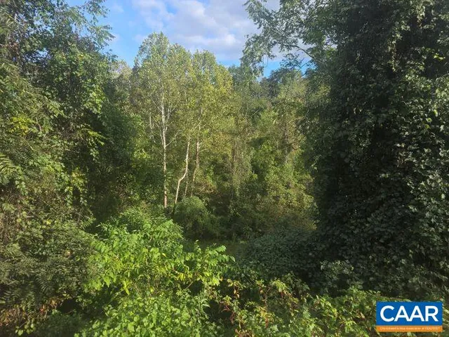 a view of a forest with a tree