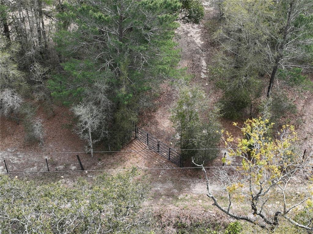 17783 Bonifay Lane Spring Hill, FL 34610 - Photo 2 of 9 a view of a forest with a tree
