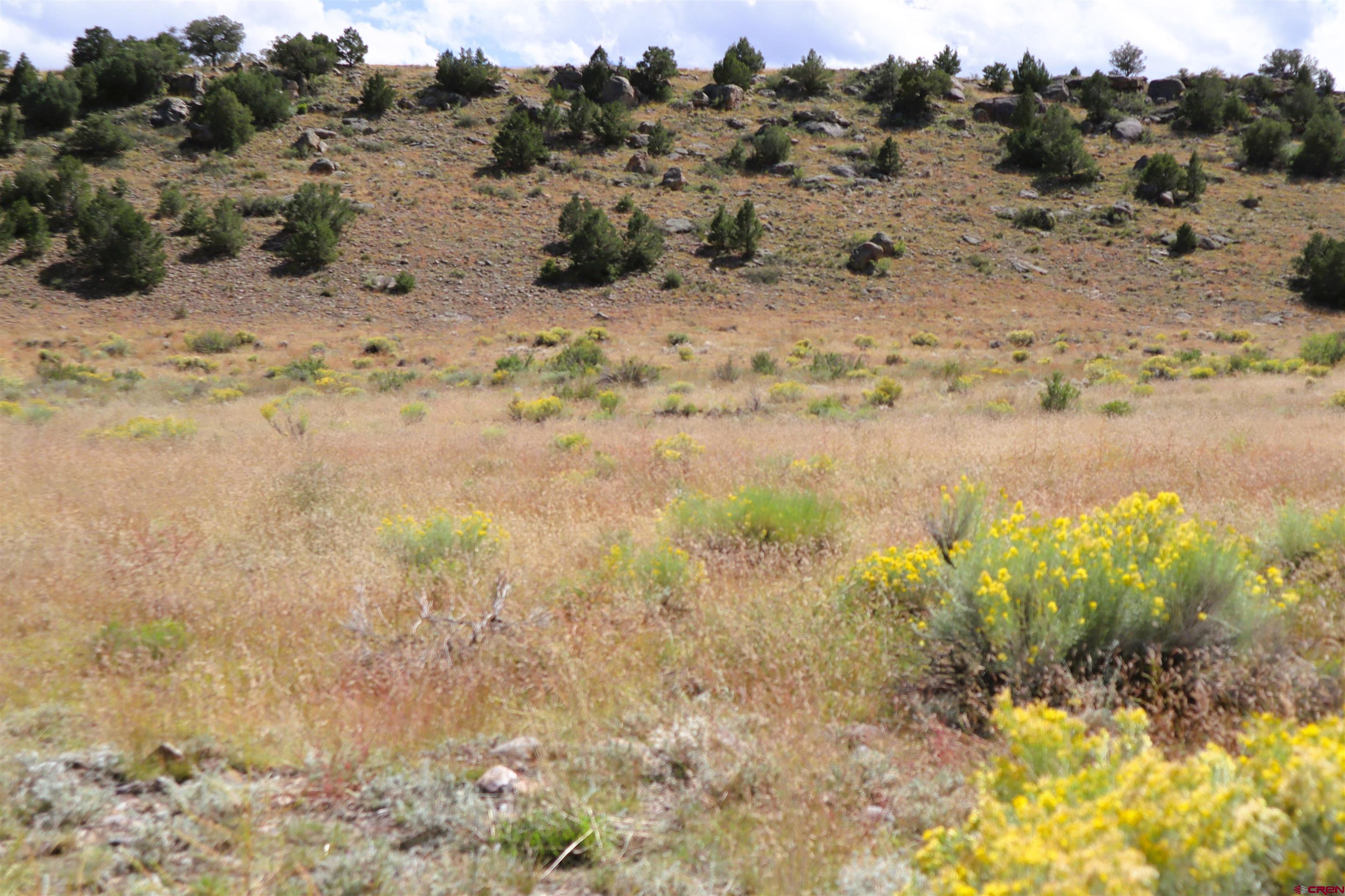 36 Wapiti Ridge Road Del Norte, CO 81132 - Photo 4 of 7 a view of a yard with a tree
