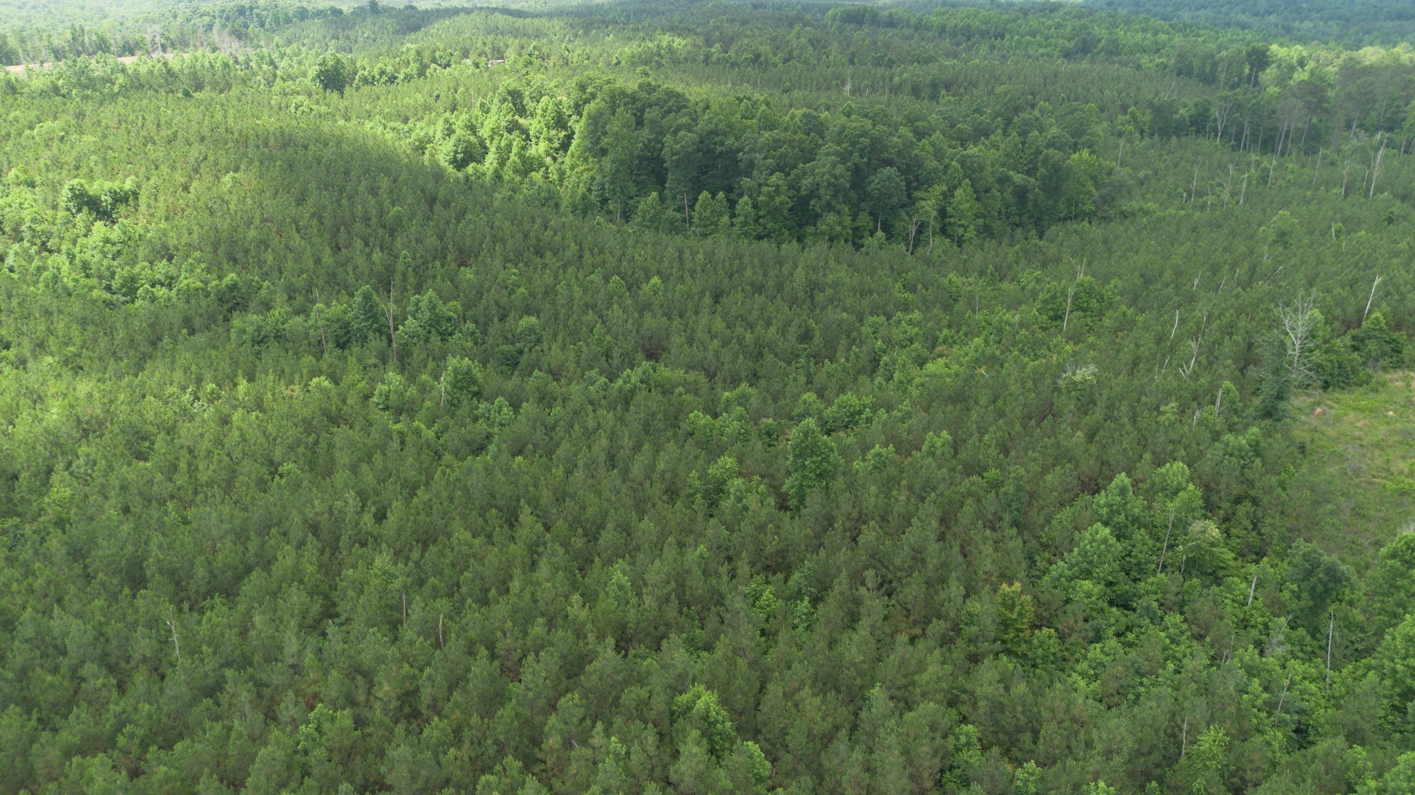 0 Old State Highway 69 Sugar Tree, TN 38380 - Photo 3 of 13