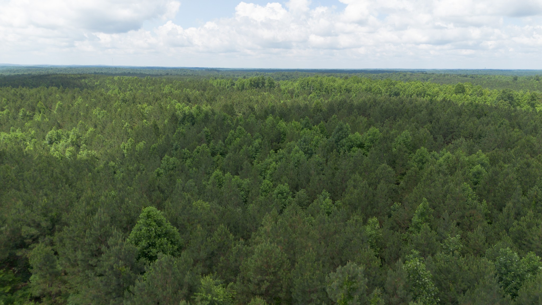 0 Old State Highway 69 Sugar Tree, TN 38380 - Photo 4 of 13