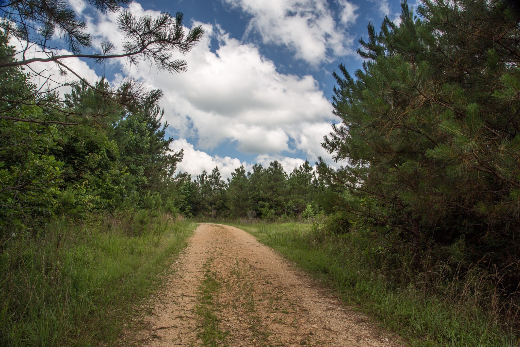 0 Old State Highway 69 Sugar Tree, TN 38380 - Photo 10 of 13