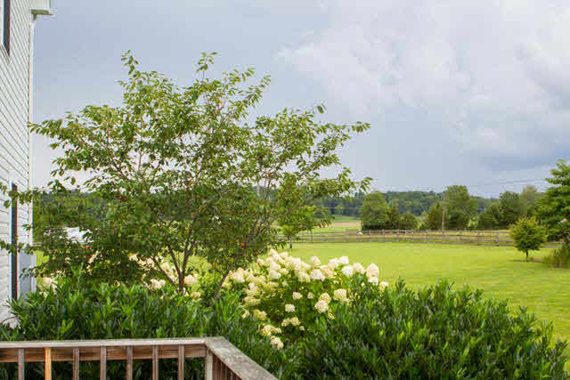 3949 Cross Keys Road Mount Crawford, VA 22841 - Photo 11 of 36 a view of a yard with plants and a large trees