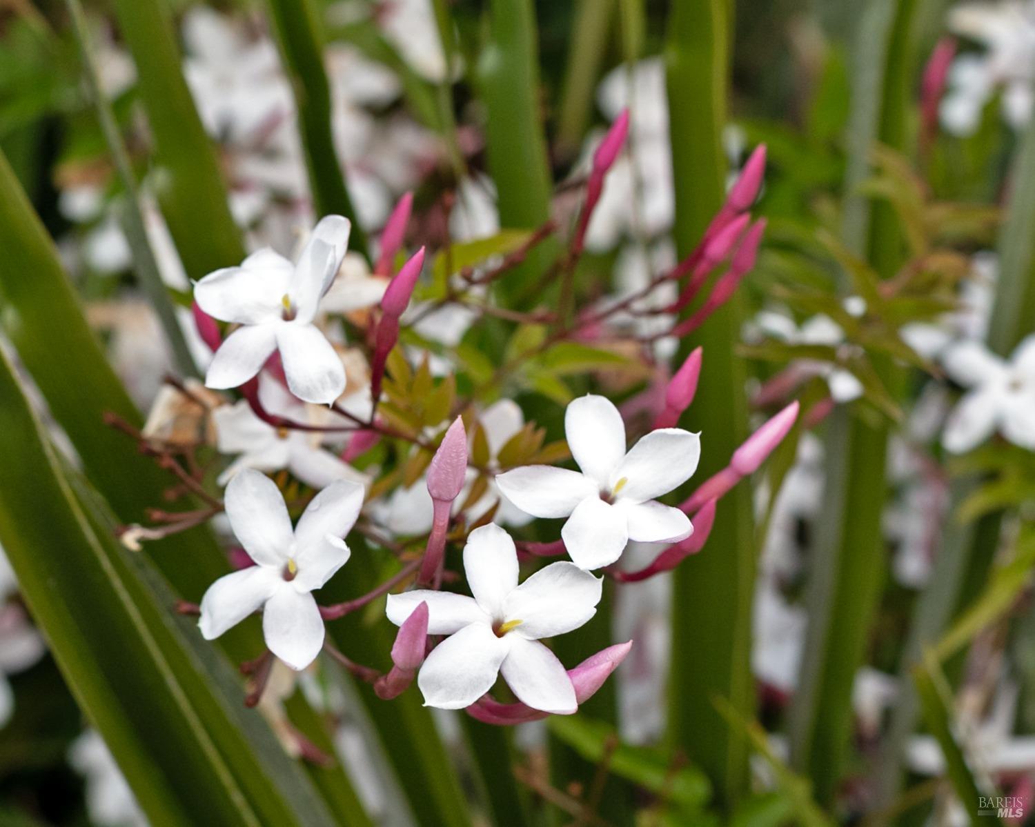 9 Regatta Way Napa, CA 94559 - Photo 19 of 20 a view of flowers