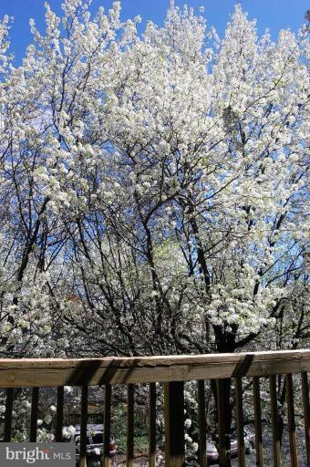 2107 North Rolfe Street, Unit D Arlington, VA 22209 - Photo 23 of 23 VIEW FROM DECK