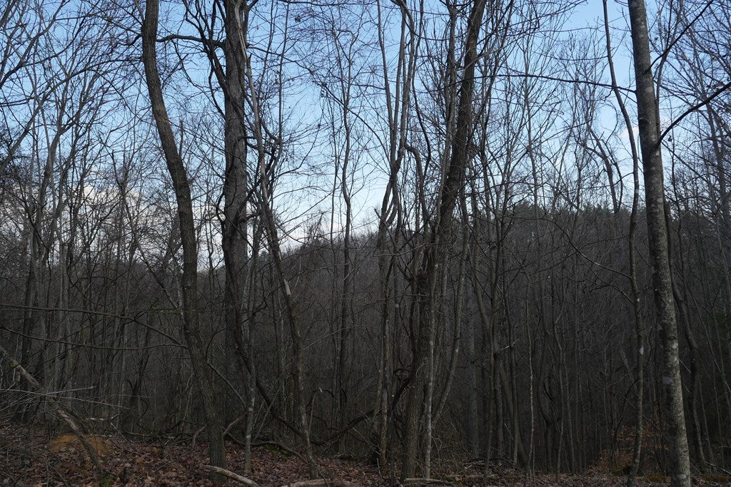 Tbd Rush Creek Road Glade Spring, VA 24340 - Photo 54 of 69 Gallery Image 54