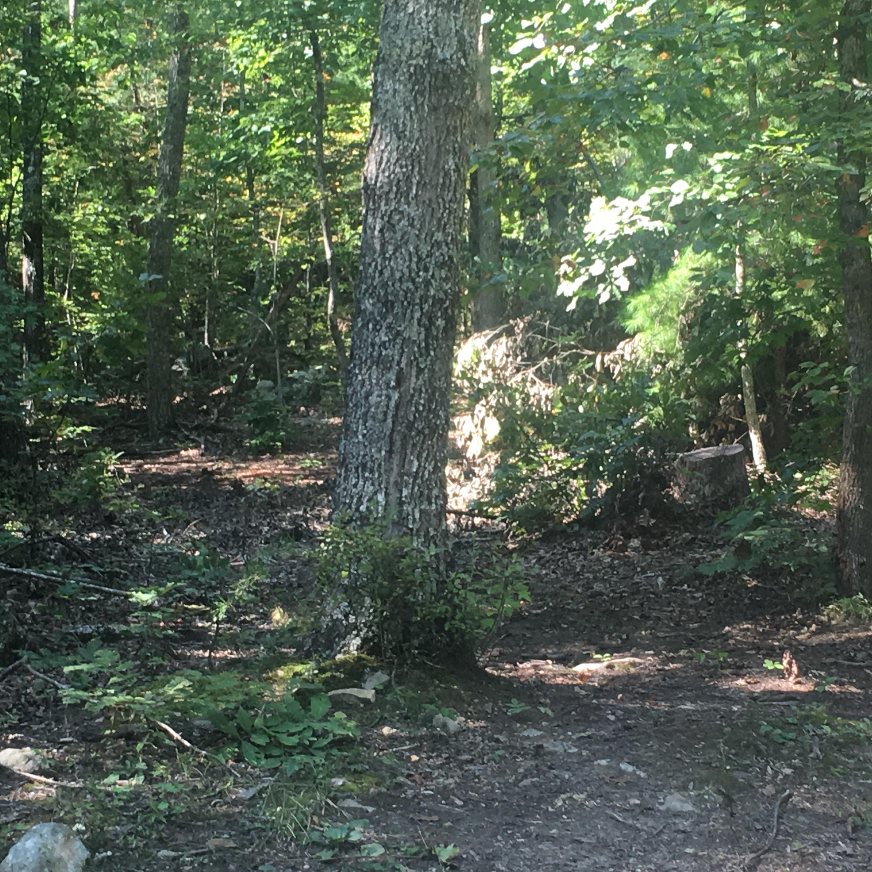 Cooper Road Tallassee, TN 37878 - Photo 4 of 25 68C3CCAF-E5DB-411F-BD4D-3D43E6E355CC