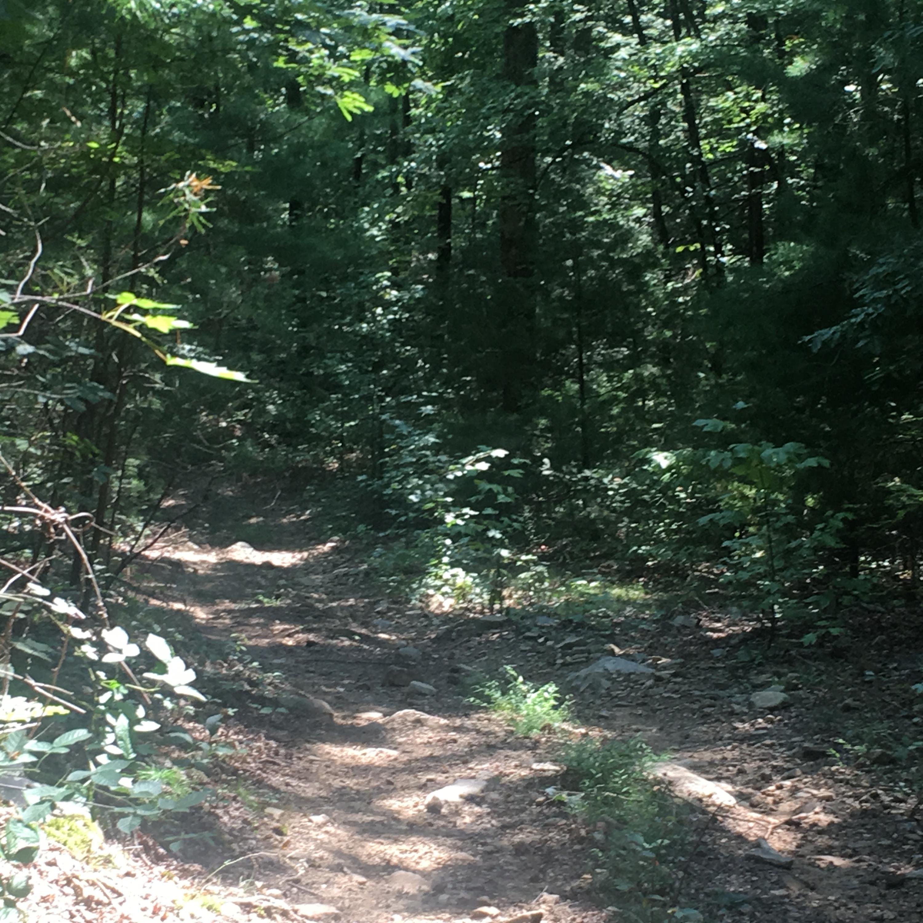 Cooper Road Tallassee, TN 37878 - Photo 5 of 25 AB740BDA-9086-47AD-A72A-F09C28A1FED5