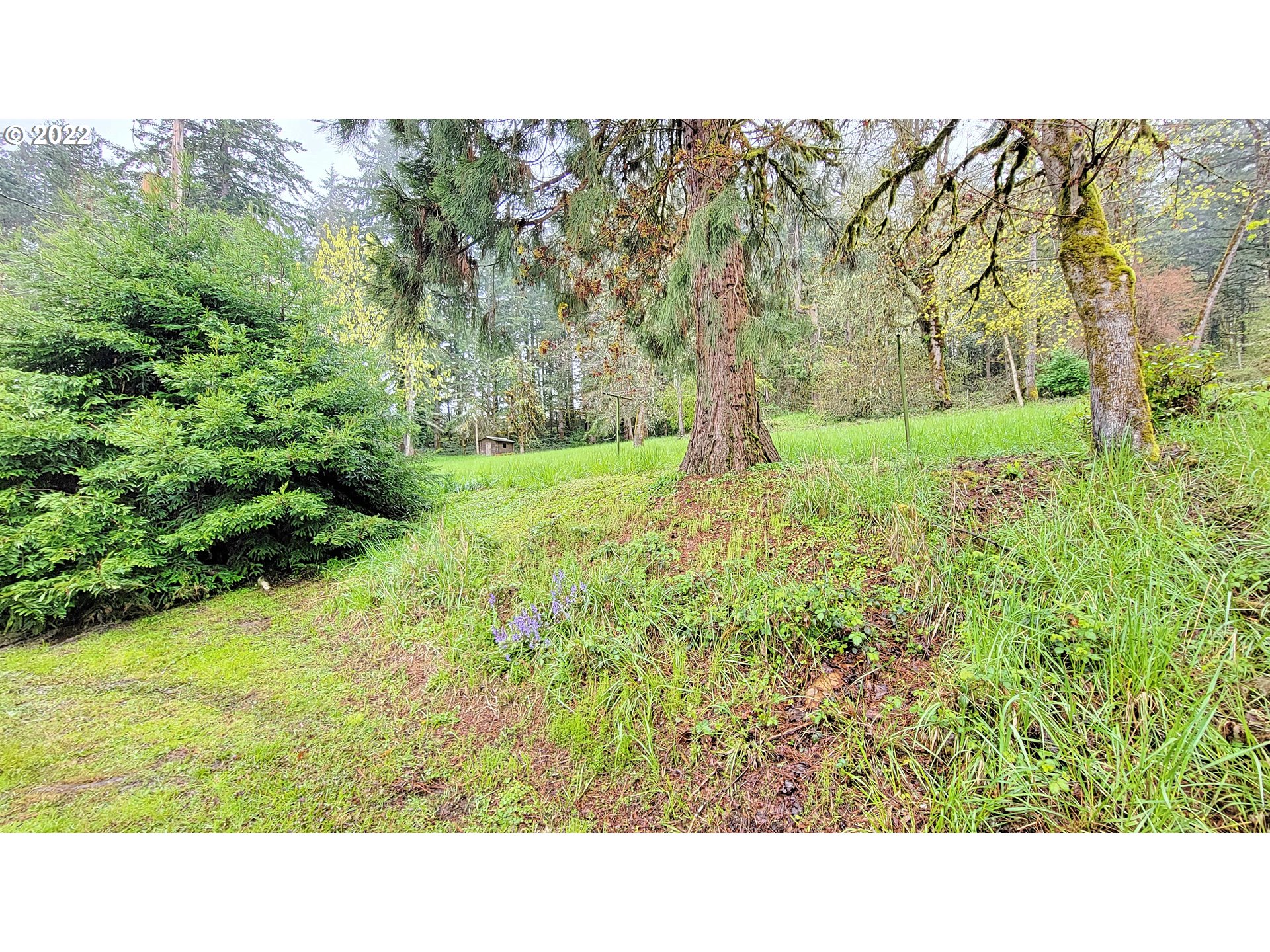 90672 Hill Road Springfield, OR 97478 - Photo 22 of 29 a open area with trees in the background