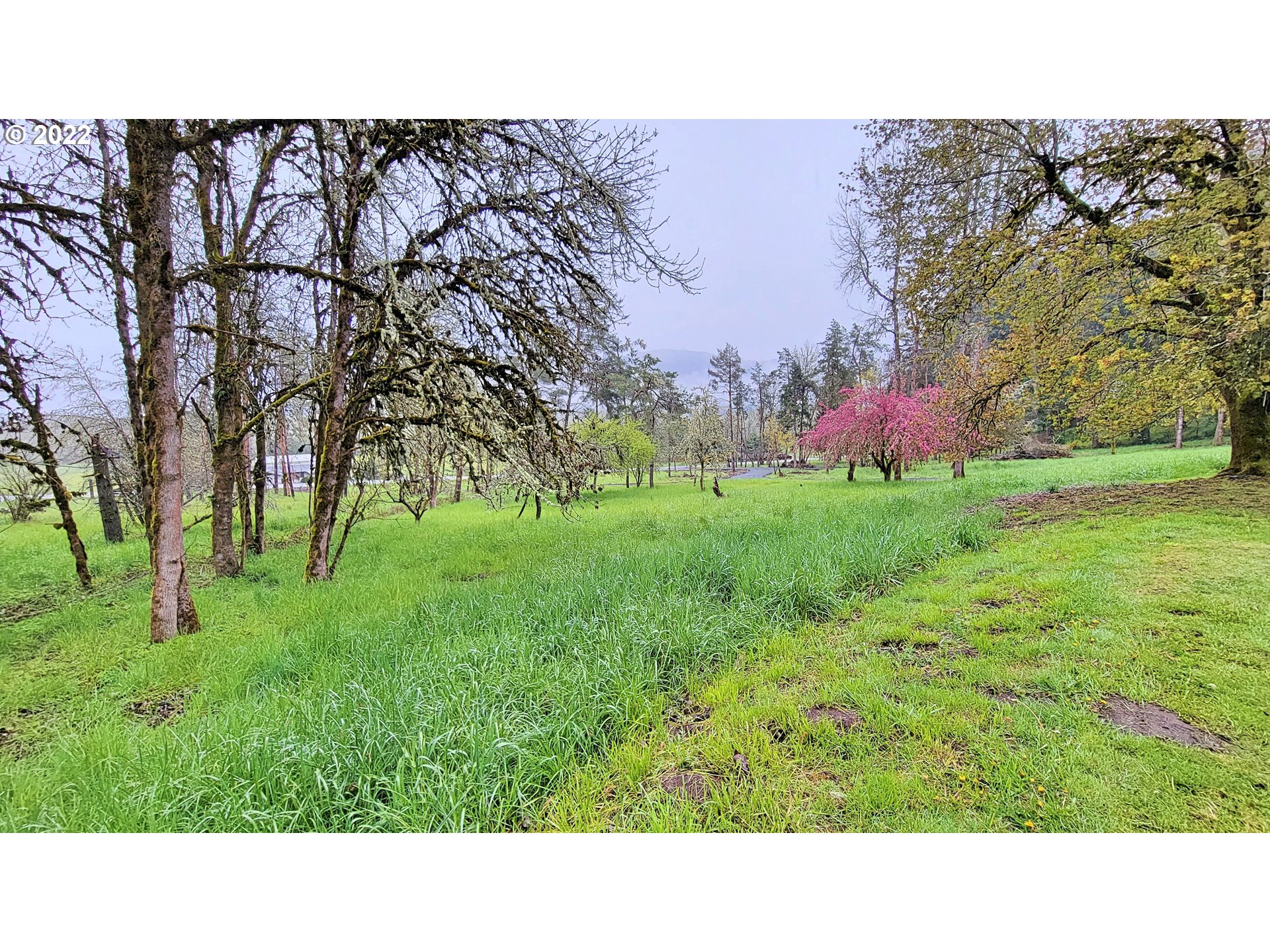 90672 Hill Road Springfield, OR 97478 - Photo 3 of 29 a open area with lots of green trees
