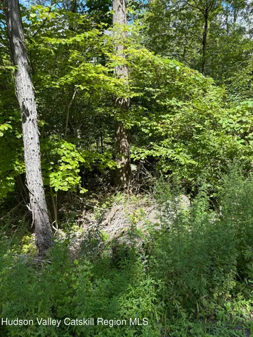 a view of a lush green forest
