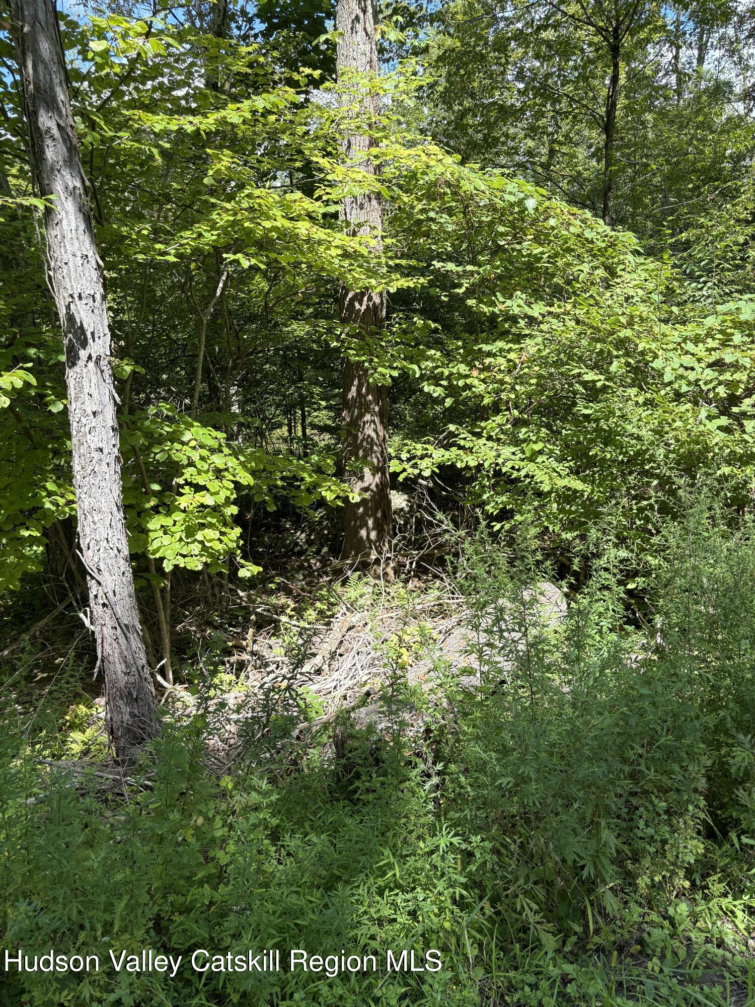 Tbd Oak Ridge Road Ellenville, NY 12428 - Photo 1 of 6 a view of a lush green forest