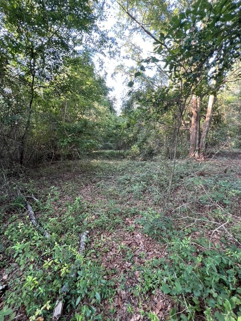 0 Archie Ware Road Trenton, SC 29847 - Photo 4 of 7