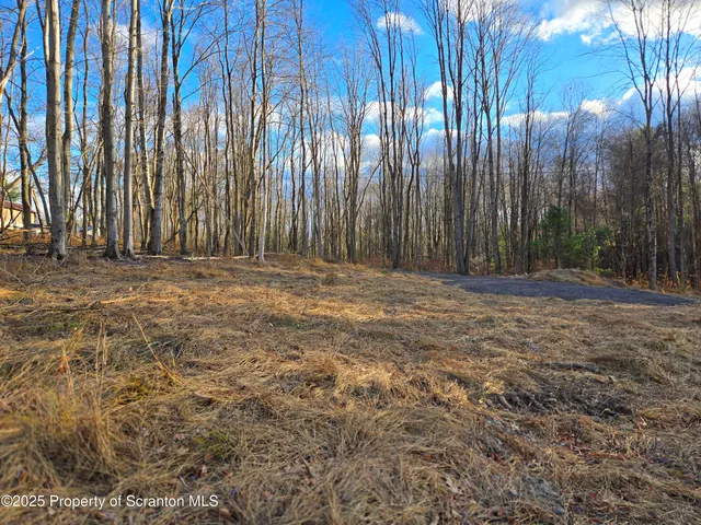 a view of backyard with trees