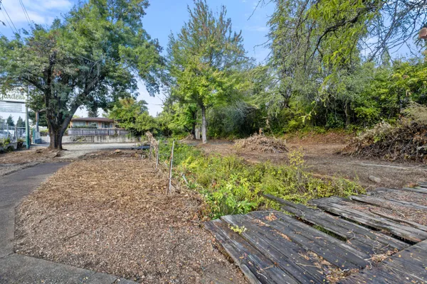 a view of a yard with plants and large trees