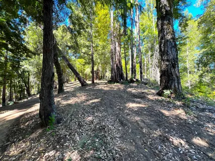 a view of a yard with trees